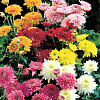 Хризантема крупноцветковая Смесь окрасок фото 1 