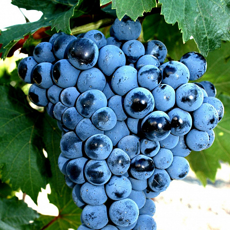 Виноград плодовый П-33
