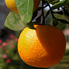 Цитрус Апельсин (Аранция) фото 1 
